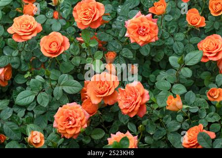 fond de fleurs de roses, rose pastel et jaune, jardin floral de printemps, parfum de jardinage Banque D'Images