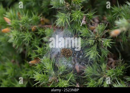 Araignée de jardin : araneus diadematus. Spiderings dans la balle. Cornwall, Royaume-Uni séquence 1 de 2 Banque D'Images