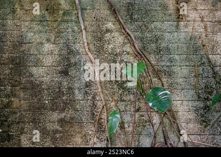 Plante de vigne Monstera poussant à travers le mur vieilli altéré, arrière-plans motifs textures papiers peints, ruines de l'architecture, jungle tropicale Banque D'Images
