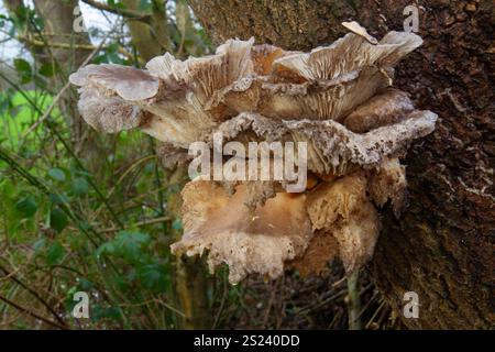 Vieux champignon d'huître, déjà en décomposition, poussant sur le tronc d'un arbre mort Banque D'Images