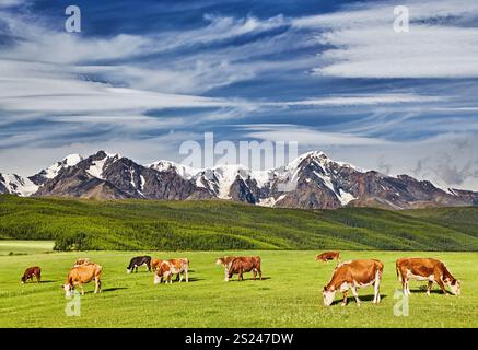 Paysage pastoral avec vaches en pâturage et montagnes enneigées Banque D'Images