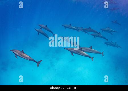 Les dauphins fileurs (Stenella longirostris) dans la mer Rouge, Egypte Banque D'Images