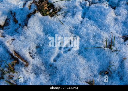 Des traces d'animaux frais sont visibles dans la neige blanche, entourées d'herbe verte et de feuilles séchées, mettant en évidence l'activité de la faune pendant l'hiver. Banque D'Images