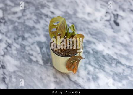 Vue de dessus de monstera adansonii avec des feuilles sèches et abîmées sur un fond de sol en marbre. Banque D'Images