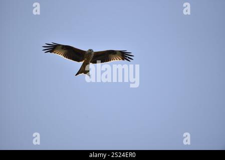 Cerf-volant rouge (Milvus milvus) en haut à gauche de l'image, volant vers la caméra, avec les ailes écartées et vue de dessous, regardant vers le bas avec le soleil bas soulignant les ailes Banque D'Images