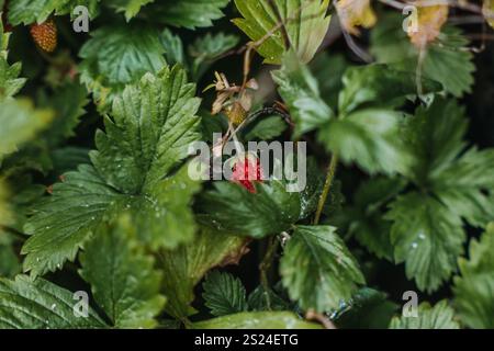 Gros plan d'une fraise sauvage avec un fruit rouge mûr parmi des feuilles vertes éclatantes, mettant en évidence la croissance naturelle et le jardinage biologique. Banque D'Images