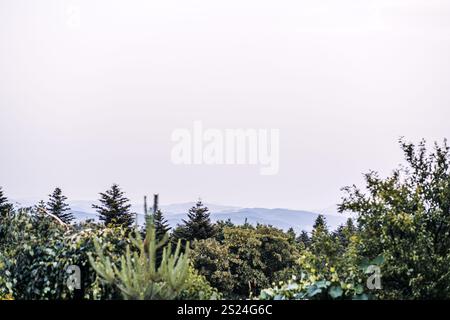 Un paysage rural tranquille avec une végétation dense et des couches de collines vallonnées s'estompant au loin sous un ciel paisible et nuageux. Banque D'Images