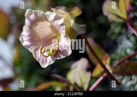 Unique solitaire Grande cloche Cobaea Scandens (cloches de la cathédrale) fleur cultivée dans les Borders RHS Garden Harlow Carr, Harrogate, Yorkshire, Angleterre Banque D'Images