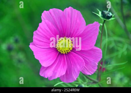 Solitaire solitaire Bright Pink Cosmos 'Bipinnatus' Fleur cultivée dans une frontière à RHS Garden Harlow Carr, Harrogate, Yorkshire, Angleterre, Royaume-Uni. Banque D'Images