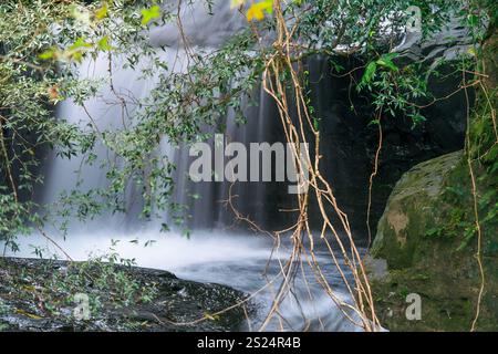 Une cascade sereine en cascade à travers une végétation luxuriante. Les vignes et les roches couvertes de mousse ajoutent à la beauté naturelle, Wulai District, Taiwan. Banque D'Images