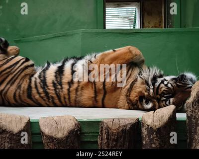 Prague, république tchèque - 28 décembre 2024 : le tigre de Sumatra allongé sur le dos dans son enclos au zoo de prague, profitant d'un moment de détente Banque D'Images