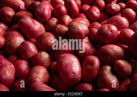 Pommes de terre au coq rouge cultivées en Irlande. Banque D'Images