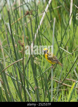 Speke's Weaver (Ploceus spekei) perché sur l'herbe Banque D'Images