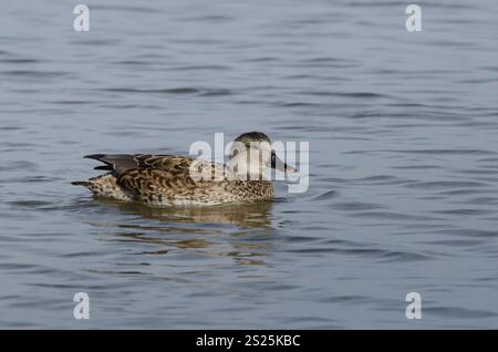 Gadwall, Mareca strepera, femme Banque D'Images