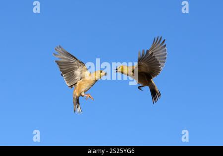 Deux goldfinches américains en vol, ayant un désaccord, contre un ciel bleu clair d'hiver Banque D'Images