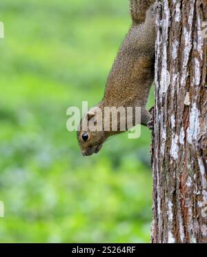 L'écureuil d'Irrawaddy (Callosciurus pygerythrus) ou écureuil de l'Himalaya à ventre palourdé est une espèce de rongeur de la famille des Sciuridae. Banque D'Images