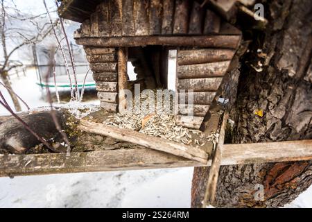 Photo gros plan de la semence à la cabane en bois Banque D'Images