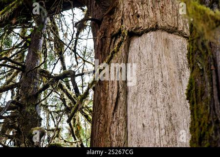 Détail d'un arbre culturellement modifié dont l'écorce est utilisée par les communautés autochtones locales de la côte de la Colombie-Britannique, Canada Banque D'Images