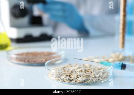 Concept d'OGM. Scientifique utilisant le microscope à table en laboratoire, se concentrer sur la boîte de Petri avec des grains d'avoine et la seringue Banque D'Images