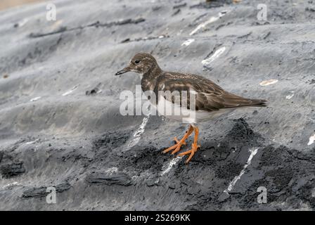 Ruddy Turnstone, Arenaria interpres, oiseau unique se nourrissant sur la peau de cachalots morts, Physeter macrocephalus, Weybourne, Norfolk, Royaume-Uni Banque D'Images