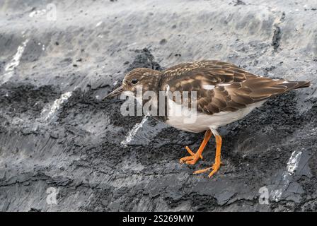 Ruddy Turnstone, Arenaria interpres, oiseau unique se nourrissant sur la peau de cachalots morts, Physeter macrocephalus, Weybourne, Norfolk, Royaume-Uni Banque D'Images