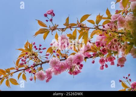 Étonnante fleur de cerisier rose (sakura) dans le jardin japonais - photographie rapprochée. Comme arrière-plan de jardin japonais et de cerisiers en fleurs dans les jardins al ov Banque D'Images