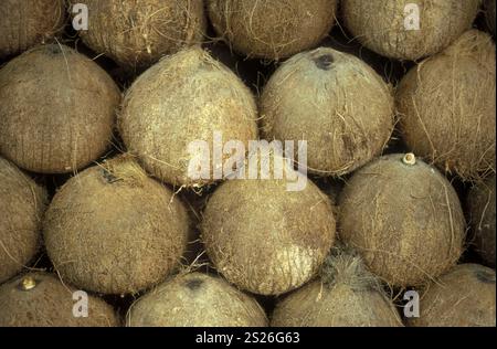 Dans une noix de cocos markte dans la ville de Siem Riep près de Ankor Wat au Cambodge en southeastasia. Banque D'Images