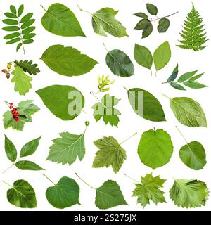 ensemble de feuilles vertes varueuses isolées sur blanc - fragaria, malus, morus, mûre, mûrier, groseille, viburnum, kalina, groseille noire, pomme de terre, cr Banque D'Images