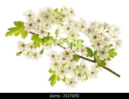 L'aubépine (Crataegus monogyna) fleurs isolé sur fond blanc Banque D'Images