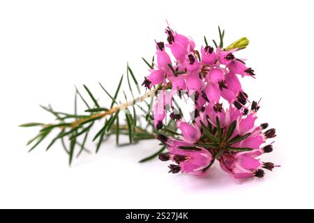 Purple Heather fleurs isolé sur fond blanc Banque D'Images