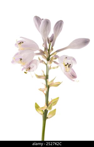 Fleurs de lys plantain isolées sur fond blanc Banque D'Images