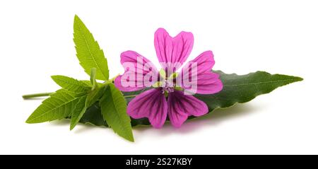 Louisa Herb mauve et laurier isolé sur blanc Banque D'Images