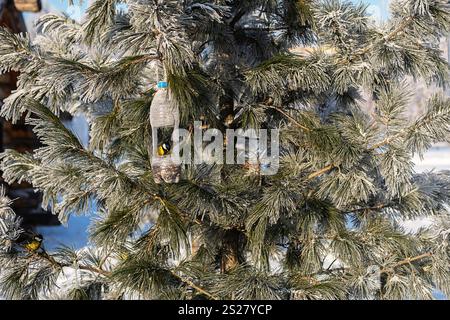 Mangeoire d'oiseaux de bouteille en plastique suspendue sur la branche d'arbre avec une titmouse appréciant les graines. Banque D'Images