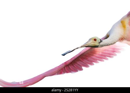 Roseate Spoonbill (Platalea ajaja) en gros plan de vol Banque D'Images