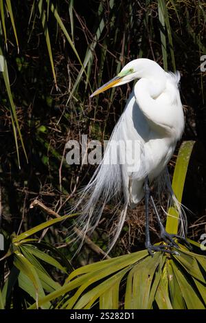 Grande aigrette (Ardea alba) perchée, avec plumage d'accouplement et affichage Banque D'Images