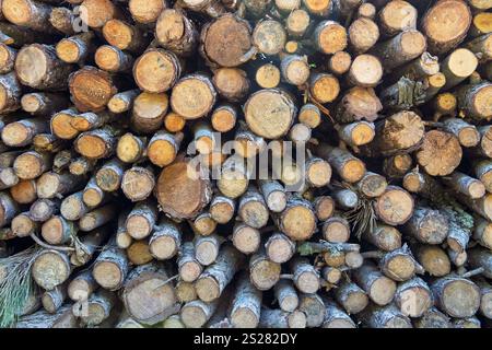 Grumes en bois empilées pour l'industrie forestière Banque D'Images