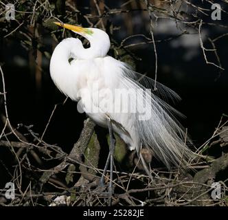 Grande aigrette (Ardea alba) perchée, avec plumage d'accouplement et affichage Banque D'Images