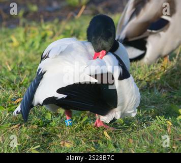 Shelduck (Tadorna tadorna) preening à WWT Martin Mere, Lancashire, Royaume-Uni le 9 décembre 2024. Banque D'Images