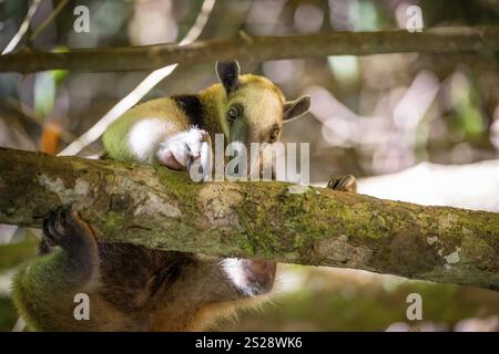 Tamandua septentrional (Tamandua mexicana), fourmilier sur une branche, dans la forêt tropicale humide, parc national du Corcovado, Osa, province de Puntarena, Costa Rica Banque D'Images