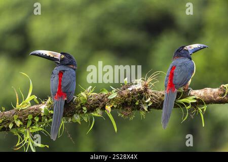 Aracari à collier (Pteroglossus torquatus), Toucans (Ramphastidae), Laguna del Lagarto Lodge, Alajuela, Costa Rica, Amérique centrale Banque D'Images