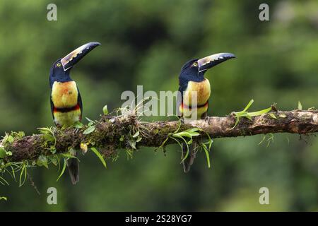 Aracari à collier (Pteroglossus torquatus), Toucans (Ramphastidae), Laguna del Lagarto Lodge, Alajuela, Costa Rica, Amérique centrale Banque D'Images