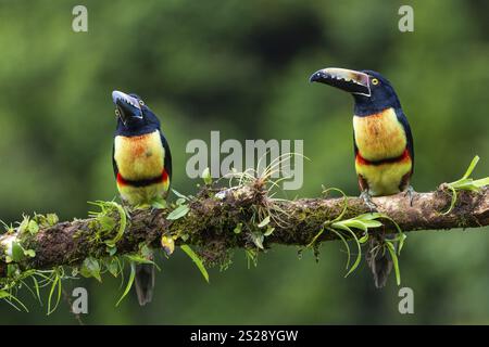 Aracari à collier (Pteroglossus torquatus), Toucans (Ramphastidae), Laguna del Lagarto Lodge, Alajuela, Costa Rica, Amérique centrale Banque D'Images