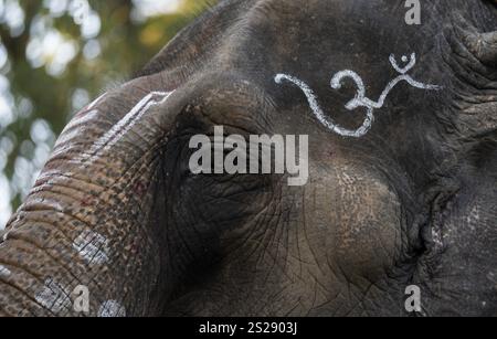 Gros plan d'un oeil d'un éléphant d'asie captif et dessin sur la peau en Inde Banque D'Images