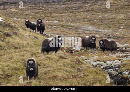 Un groupe de bœufs musqués (Ovibos moschatus) se dresse dans la toundra aux couleurs automnales et regarde vers la caméra, parc national Dovrefjell-Sunndalsfjella, No Banque D'Images