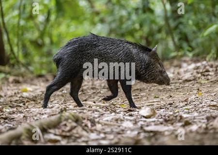 Recherche de pécaires à collier (Pecari tajacu) dans la forêt tropicale humide, Parc national du Corcovado, Osa, province de Puntarena, Costa Rica, Amérique centrale Banque D'Images