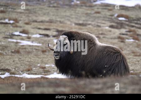 Bœuf musqué (Ovibos moschatus) dans la toundra d'automne, parc national de Dovrefjell-Sunndalsfjella, Norvège, Europe Banque D'Images