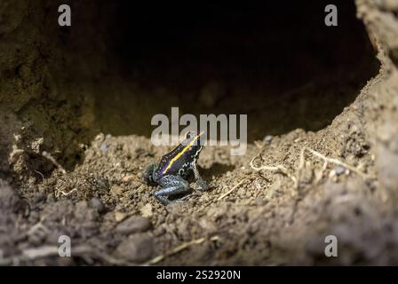 Grenouille poison Golfodulcean (Phyllobates vittatus), assise dans un terrier, parc national du Corcovado, Osa, province de Puntarena, Costa Rica, Amérique centrale Banque D'Images