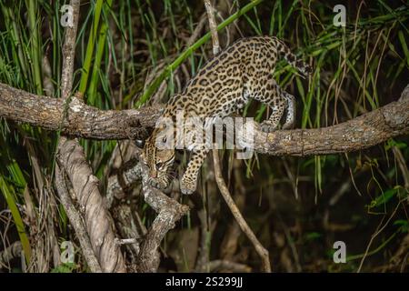 Ocelot descendant d'une épaisse branche d'arbre Banque D'Images