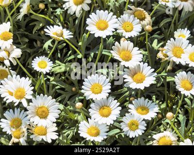 Marguerites fleuries dans une prairie au printemps Banque D'Images