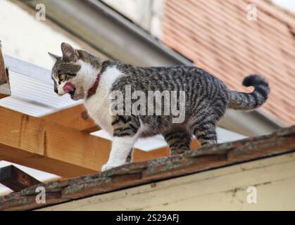Un chat est assis sur le toit d'une maison et attend Banque D'Images